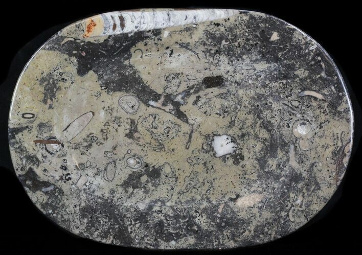 / Fossil Orthoceras & Goniatite Plate - Stoneware #36356